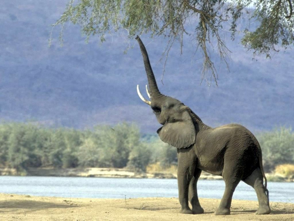 elephant feng shui