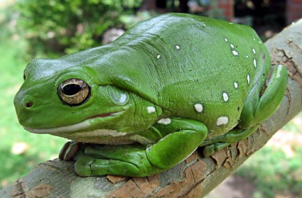 feng shui frog