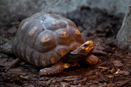 feng shui tortoise