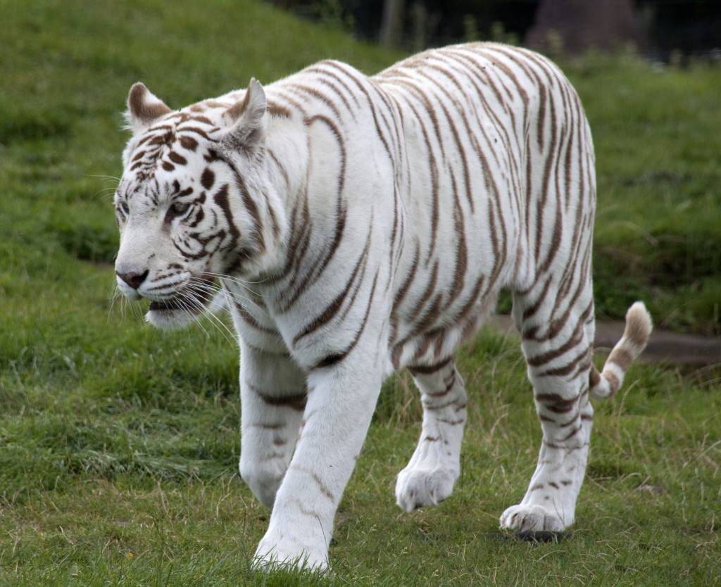 feng shui white tiger