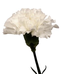 50 Long Stemmed White Carnations