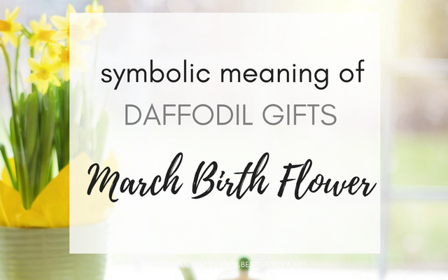 SYMBOLIC MEANING OF DAFFODILS MARCH BIRTH FLOWER GIFT IDEAS