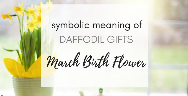 SYMBOLIC MEANING OF DAFFODILS MARCH BIRTH FLOWER GIFT IDEAS