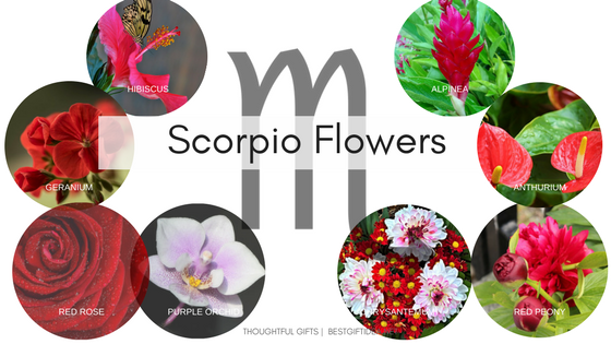 SCORPIO ZODIAC BIRTH FLOWERS